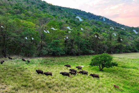 Dibrugarh Forest Bungalow