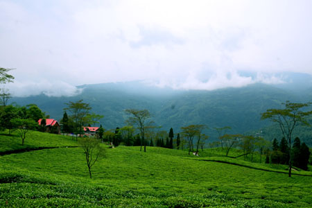 Darjeeling