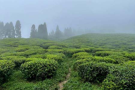 Fikkalay / Kaffer / Pabong